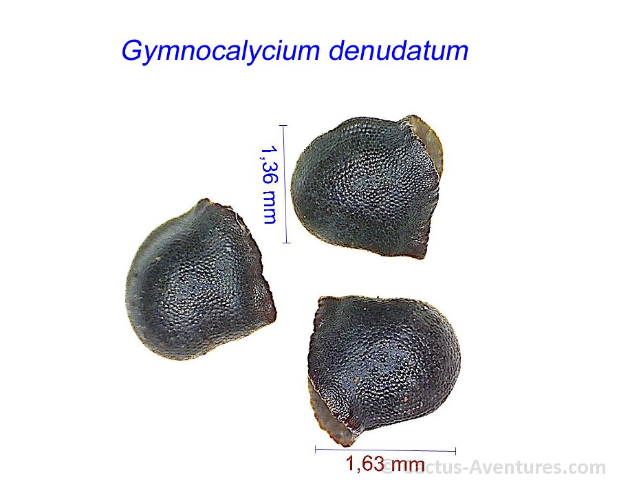 Gymnocalycium denudatum 1 JL